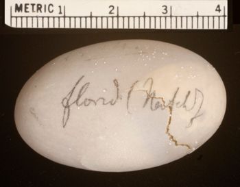 Media type: image;   Herpetology R-4928